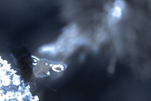 33930743_1e29573c6c_b