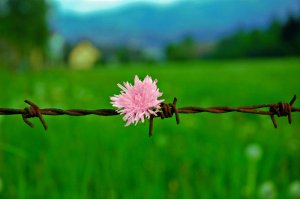 What__s_peace_without_freedom__by_Sowizo